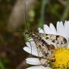 350431 – Photo : Liliane Delattre – France (30)